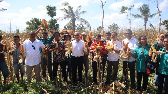 Tingkatkan Produksi, Kementan Mendukung Program Jagung di NTT