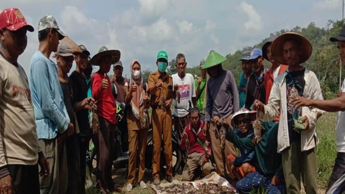 Jaga Produksi, Kementan Melakukan Pendampingan Pengendalian Tikus