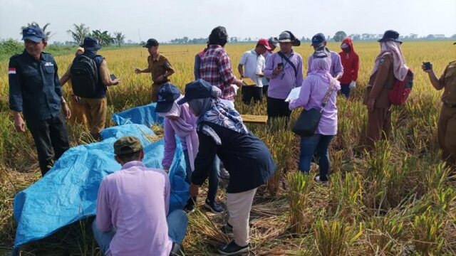 Tunjukkan Kualitas Mesin Pasca Panen, Kementan Lakukan Survei Susut Hasil