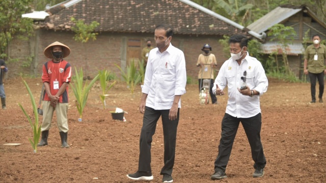 Di Solo Raya, Presiden Jokowi Lakukan Pencanangan Tanam Kelapa Genjah 1 Juta Batang Se Indonesia