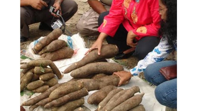 Kementan Dorong Pengembangan Singkong  di Tanah Papua Sebagai Alternatif Lumbung Pangan lokal