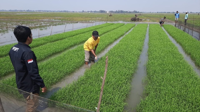 Mengamankan Serangan OPT, Kementan Intens Lakukan Pendampingan Perbanyakan Agens Hayati