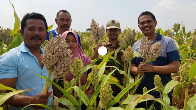 Kementan, Kemenko Perekonomian dan Bappenas Kompak Dorong Pengembangan Sorgum