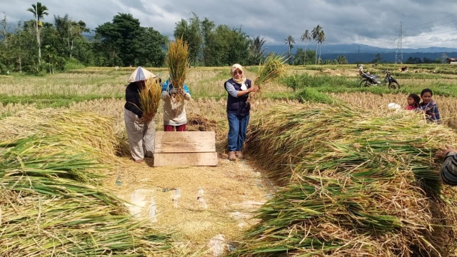 Petani Bengkulu Rasakan Manfaat dan Keuntungan Dem Area Budidaya Tanaman Sehat