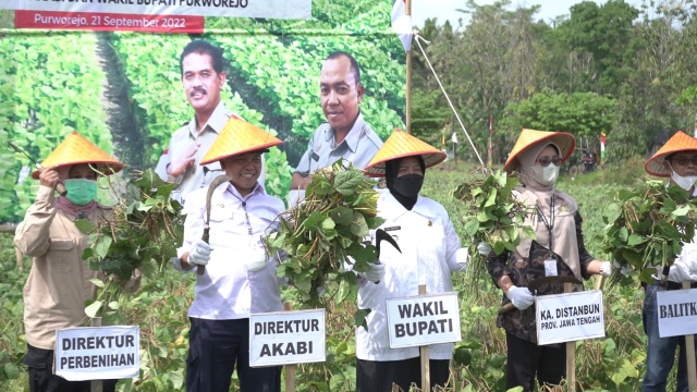 Kementan Lakukan Gerakan Panen Kacang Hijau di Kabupaten Purworejo, Demi Mendukung Peningkatan Ekspor