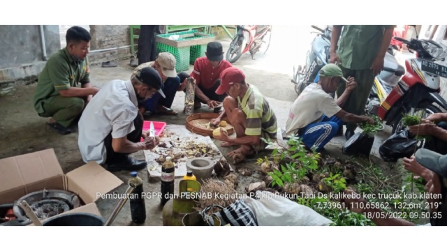 Produktivitas Meningkat, Petani Klaten Sambut Panen di Lokasi P4