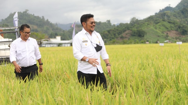 Mentan SYL Panen Padi dan Mulai Aplikasikan Biosaka di Mamuju