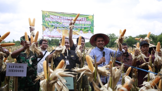 Pakai Biosaka, Panen Jagung di Sragen Capai 10,75 Ton Per Hektar