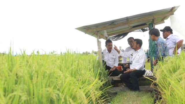 Kementan Pastikan Produksi Beras Naik, Stok Beras Aman Hingga 2022 ...