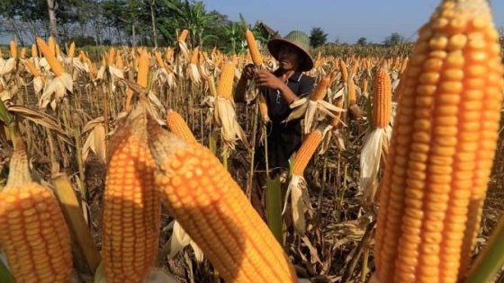 Kementan Dorong Peningkatan Produksi Jagung Melalui Ekstensifikasi