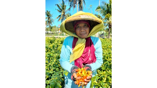 Dukung Pengembangan Cabai Paku untuk Petani Makin Sejahtera