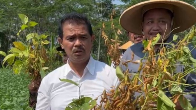 Punya Program Bangkit Kedelai, Kementan Boomingkan Kedelai Lokal Jawa Barat