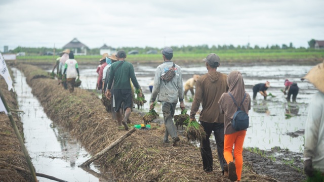 Perlu Sinergi Membangun Food Estate