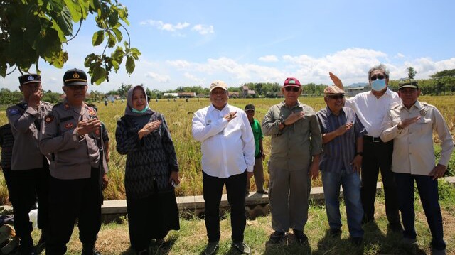 Panen Raya di Sragen, Harga Gabah Anjlok Menjadi 5.200