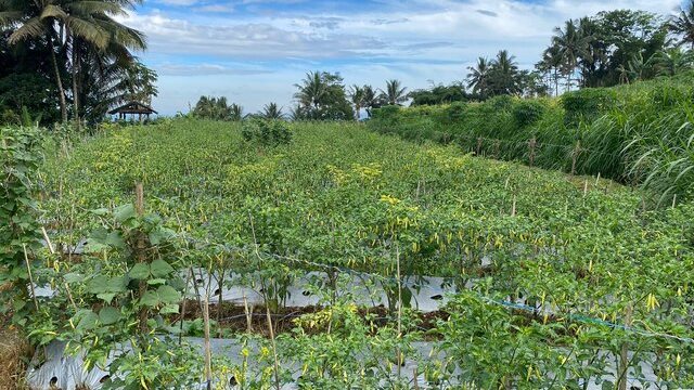 Persiapan HBKN, Kementan Tinjau Produktivitas Cabai di Magelang