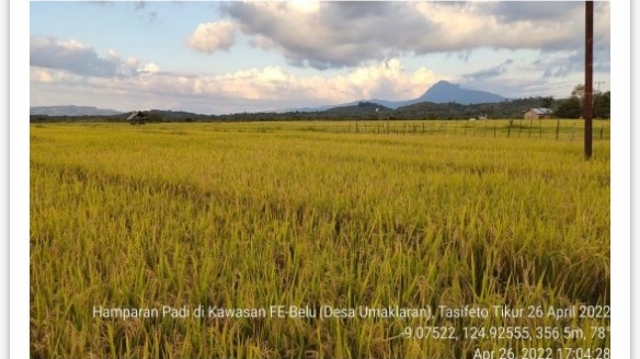 Bukan Mangkrak dan Palsu, Food Estate Belu Justru Sukses