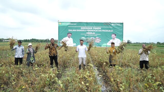 Dorong Produksi Kedelai, Kementan Lakukan Gerakan Panen di Kendal