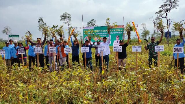 Panen Perdana Kedelai Pada Lahan Korporasi Pertanian Presisi di Gunung Kidul