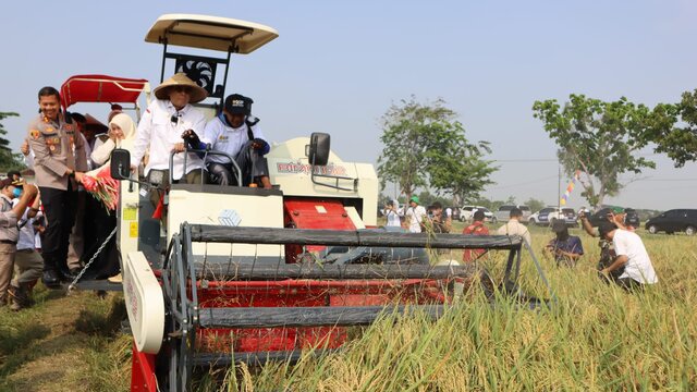 Genjot Produktivitas, Wamentan Harvick Panen Padi Varietas Unggul di Kabupaten Karawang