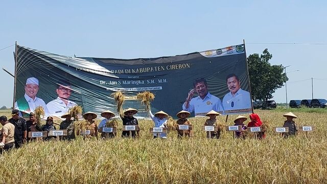 Pastikan Ketersediaan Pangan Aman, Kementan Kawal Panen Raya di Cirebon