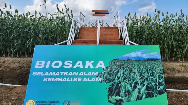 Gelar Teknologi dan Panen Kacang Hijau di PENAS XVI, Petani Kagumi Biosaka