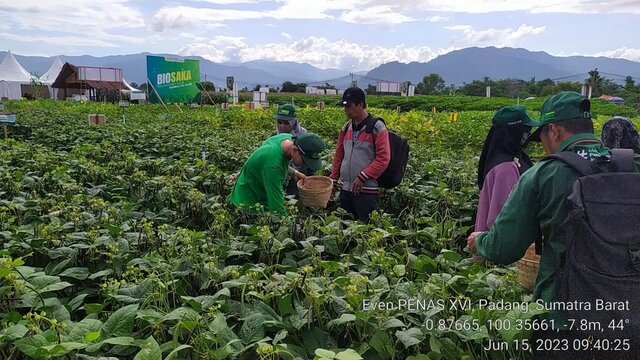 Penutupan Penas 2023, Kementan Adakan Ubinan Kacang Hijau