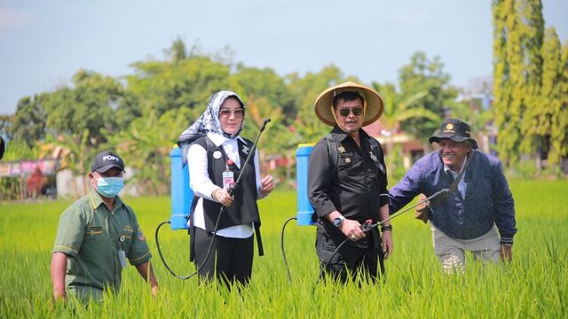 Mentan SYL Tinjau Penanganan Hama Wereng di Kabupaten Klaten