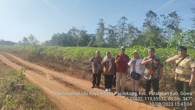 Kementan Lakukan Gerakan Panen Ubi Kayu Di Kabupaten Gowa