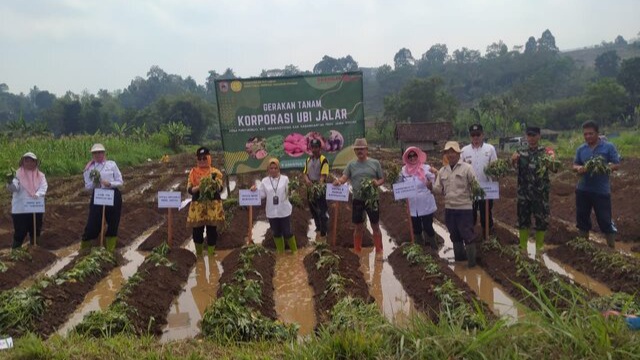 Kementan Terus Dorong Pengembangan Ubi Jalar Berbasis Korporasi, Sejahterakan Petani di Karanganyar