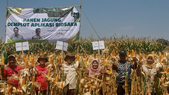 Kadis Pertanian Sukoharjo : Demplot Biosaka Jagung Produksi Naik, Hemat Pupuk 50-75 Persen