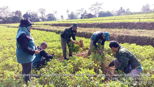 FGD Korporasi Kacang Tanah Guna Tingkatkan Produksi dan Produktivitas