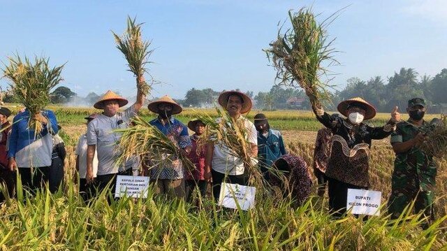 Tak Hanya Tingkatkan Produksi, Kementan Pun Kejar Pendapatan Petani Naik