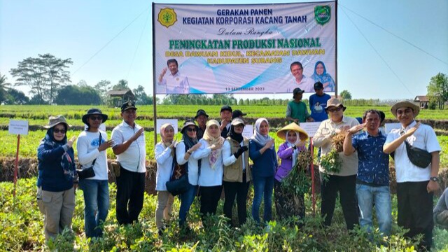 Dukung Peningkatan Produksi Nasional, Subang Lakukan Gerakan Panen Kegiatan Korporasi Kacang Tanah