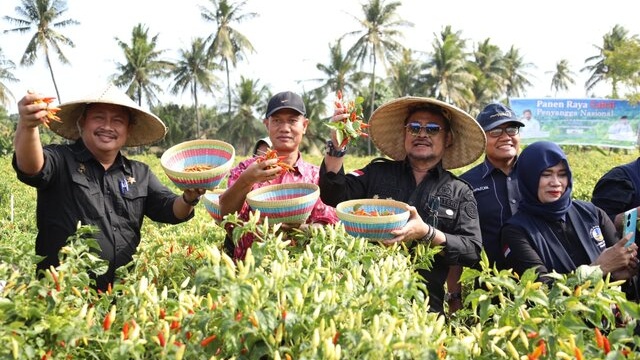 Champion Cabai : Kami Berkomitmen Penuh Terhadap Kebutuhan Nasional