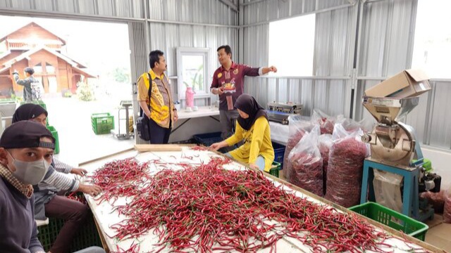 Wujudkan UMKM Hortikultura Naik Kelas, Kementan Buat Aplikasi PROHORTI