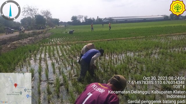 Kementan Turun Kendalikan Serangan Hama Penggerek Batang Padi di Klaten