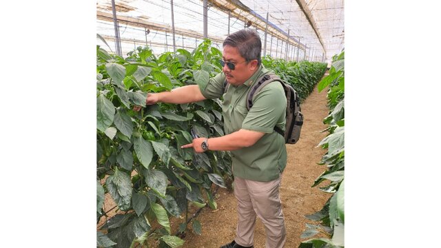 Pengendalian Hama Terpadu Berbasis Musuh Alami Digunakan di Greenhouse Terbesar Dunia