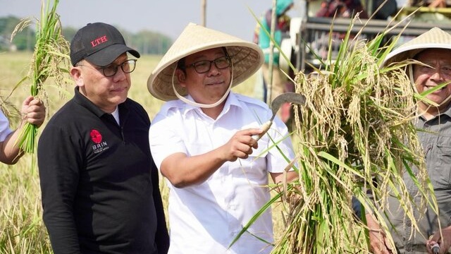 Genjot Produksi Padi, Plt Mentan Panen Padi Super Genjah 65 Hari