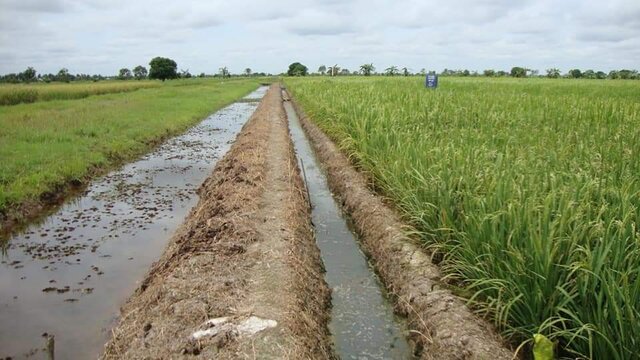 Kementan Maksimalkan Potensi Lahan Rawa Untuk Pertanian