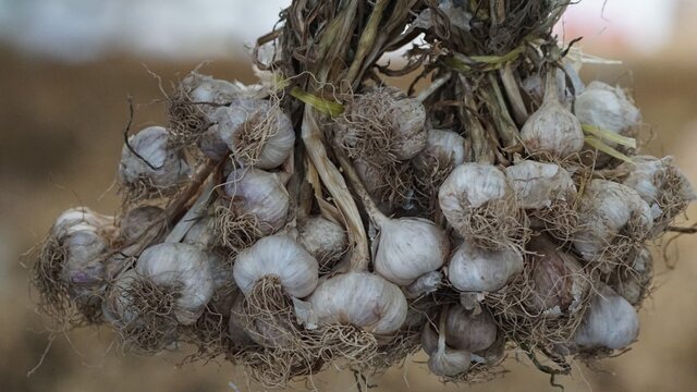 Kementan Dorong Peningkatan Produksi Bawang Putih Melalui Wajib Tanam dan Produksi