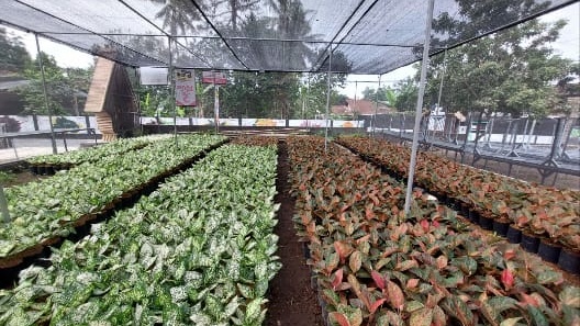 Tekan Impor Tanaman Hias, Kementan Dukung Penuh Petani Milenial Aglaonema