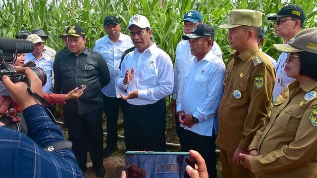 Jagung Tumbuh Baik Seumur Jabatan Mentan Amran Bertugas Kembali