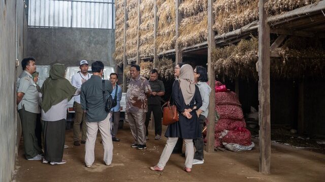 Sukses Swakelola Produksi Benih Bawang Putih di Tegal