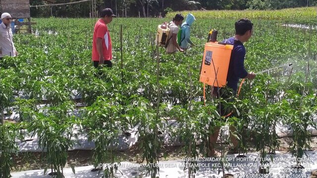 Gerakan Pengendalian Organisme Pengganggu Tumbuhan Hortikultura Sebagai Langkah Cepat Menyambut Hari Raya Natal dan Tahun Baru