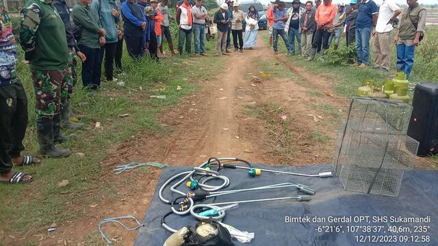 Kawal Peningkatan Produksi Padi, Kementerian Pertanian Lakukan Gerakan Pengendalian Tikus di Subang