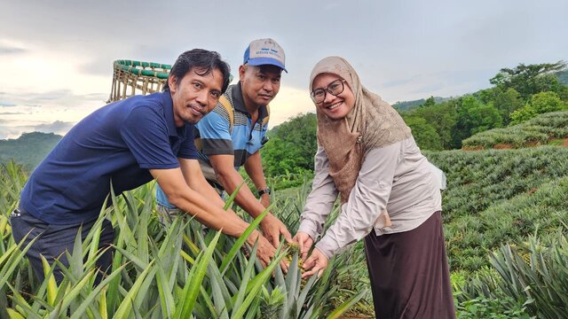 Nanas Asal Desa Jangan-Jangan Sangat Diminati di Pasar Internasional