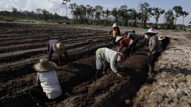 Kementan Asistensi Teknologi di Lahan Food Estate Gunungmas Kalteng