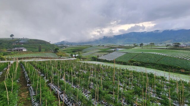 Antisipasi Ledakan Hama Penyakit, Kementan Ajak Petani Bijak Gunakan Pestisida