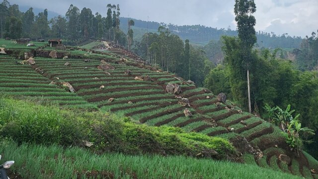 Sempat Dibayangi Kekurangan Air, Produksi Bawang Merah dan Cabai Jelang Puasa dan Lebaran 2024 Diyakini Aman