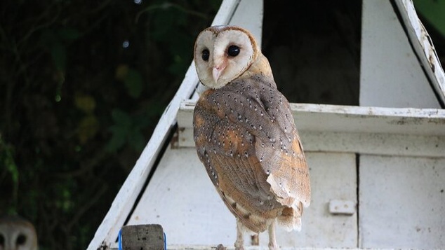 Kementan Dukung Pemanfaatan Burung Hantu Atasi Hama Tikus